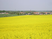 Blühendes Rapsfeld mit Blick auf Großmühlingen